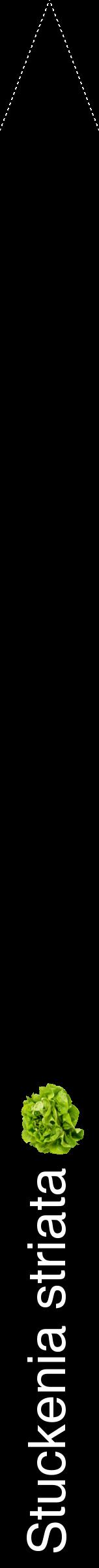 Étiquette de : Stuckenia striata - format b - style blanche59hel avec comestibilité simplifiée