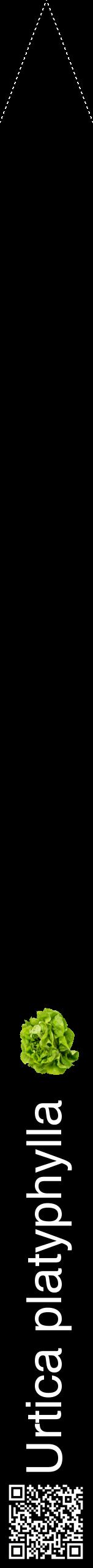 Étiquette de : Urtica platyphylla - format b - style blanche59hel avec qrcode et comestibilité simplifiée