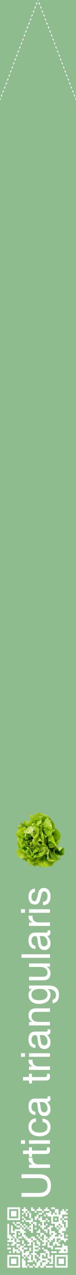 Étiquette de : Urtica triangularis - format b - style blanche13hel avec qrcode et comestibilité simplifiée