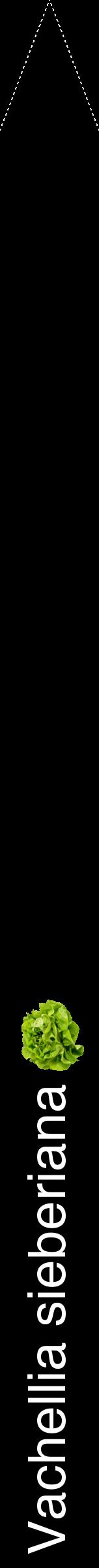 Étiquette de : Vachellia sieberiana - format b - style blanche59hel avec comestibilité simplifiée