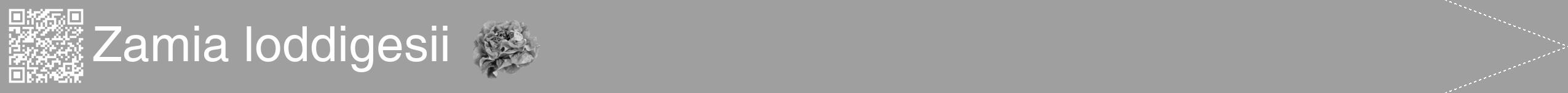 Étiquette de : Zamia loddigesii - format b - style blanche24simplehel avec qrcode et comestibilité simplifiée