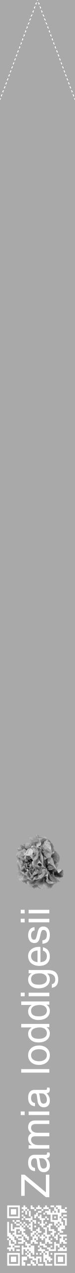 Étiquette de : Zamia loddigesii - format b - style blanche13hel avec qrcode et comestibilité simplifiée - position verticale