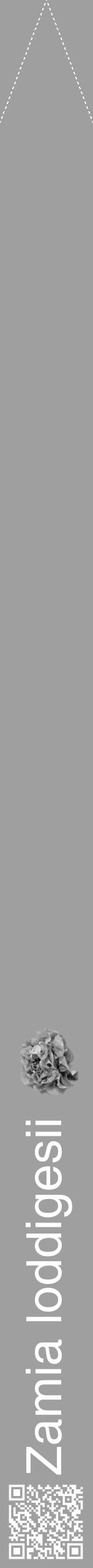 Étiquette de : Zamia loddigesii - format b - style blanche24simplehel avec qrcode et comestibilité simplifiée - position verticale