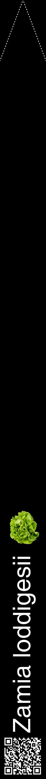 Étiquette de : Zamia loddigesii - format b - style blanche59hel avec qrcode et comestibilité simplifiée