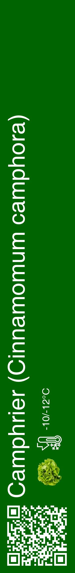 Étiquette de : Cinnamomum camphora - format c - style blanche8_basique_basiquehel avec qrcode et comestibilité simplifiée - position verticale