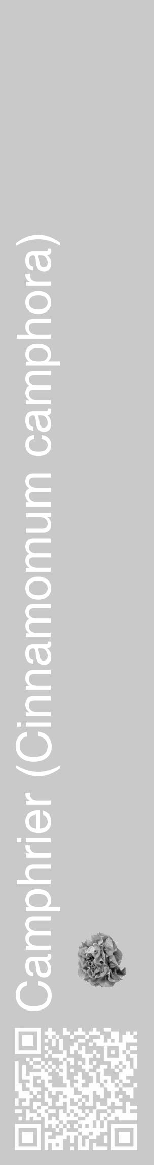 Étiquette de : Cinnamomum camphora - format c - style blanche54_basique_basiquehel avec qrcode et comestibilité simplifiée - position verticale