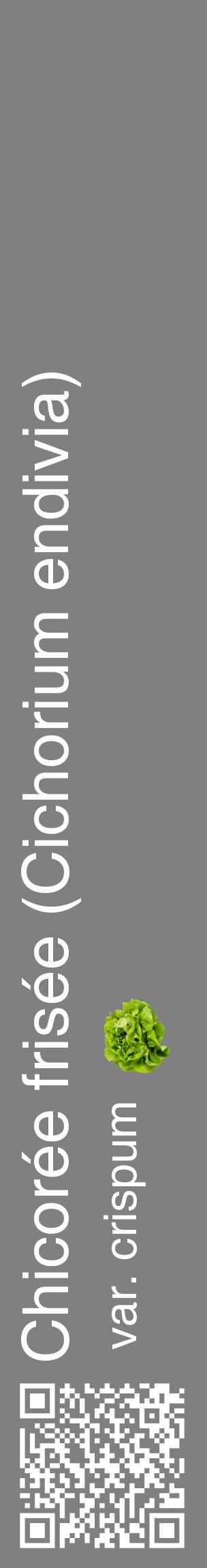 Étiquette de : Cichorium endivia var. crispum - format c - style blanche57_basiquehel avec qrcode et comestibilité simplifiée