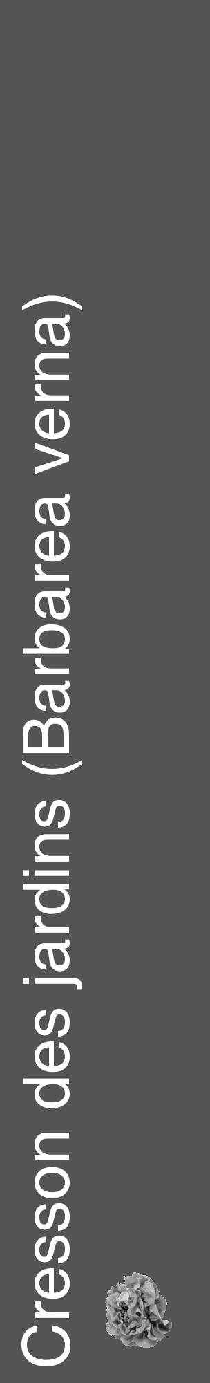 Étiquette de : Barbarea verna - format c - style blanche30_basique_basiquehel avec comestibilité simplifiée - position verticale