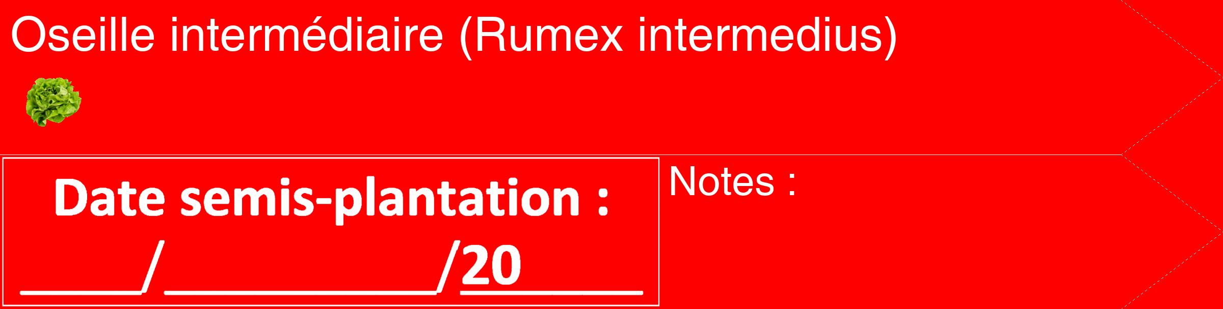 Étiquette de : Rumex intermedius - format c - style blanche27_simple_simplehel avec comestibilité simplifiée