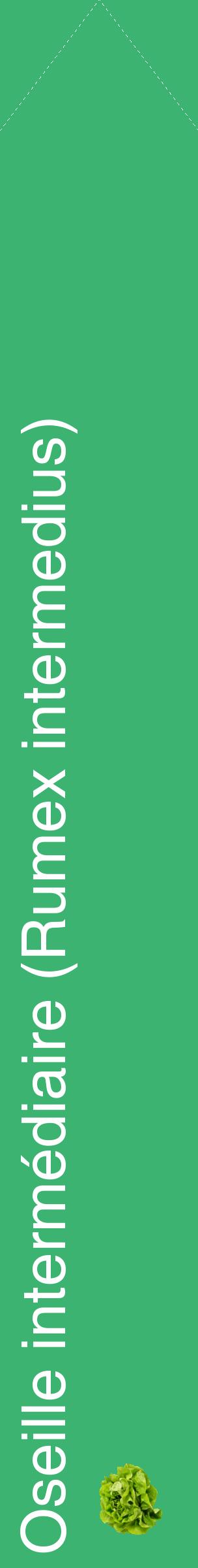 Étiquette de : Rumex intermedius - format c - style blanche12_simplehel avec comestibilité simplifiée