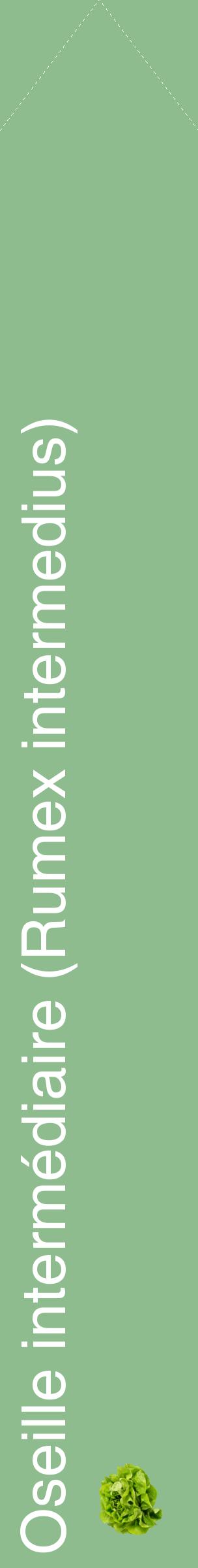 Étiquette de : Rumex intermedius - format c - style blanche13_simplehel avec comestibilité simplifiée