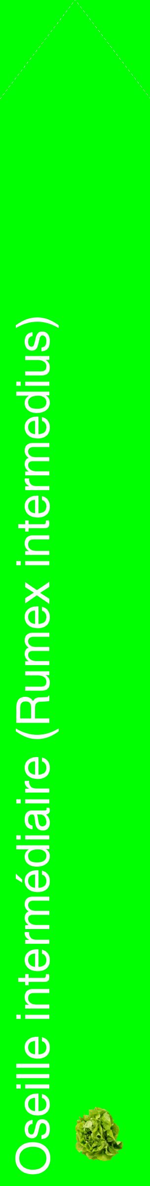 Étiquette de : Rumex intermedius - format c - style blanche16_simplehel avec comestibilité simplifiée