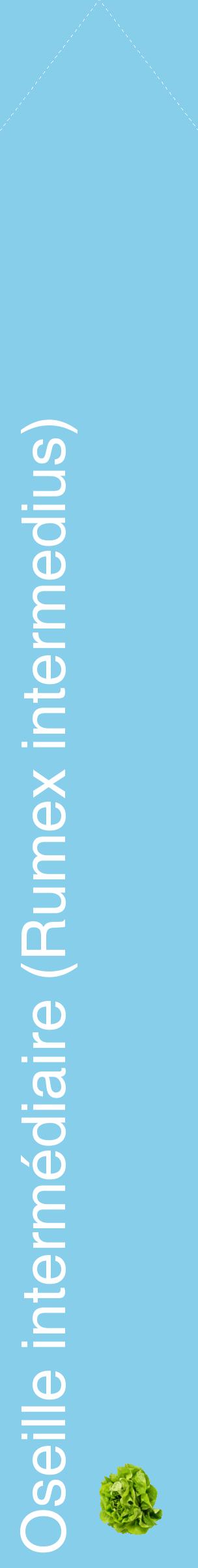 Étiquette de : Rumex intermedius - format c - style blanche1_simplehel avec comestibilité simplifiée