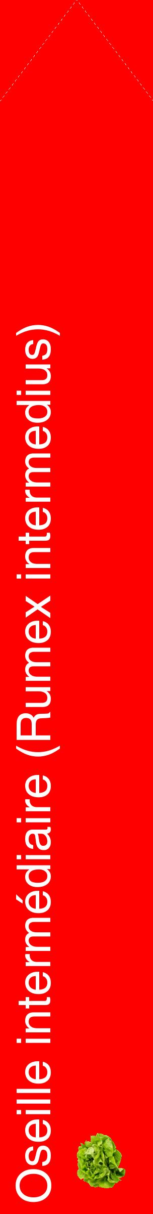 Étiquette de : Rumex intermedius - format c - style blanche27_simplehel avec comestibilité simplifiée