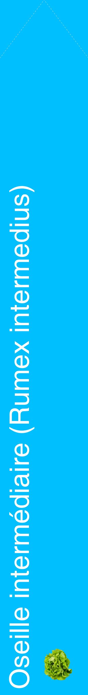 Étiquette de : Rumex intermedius - format c - style blanche2_simplehel avec comestibilité simplifiée