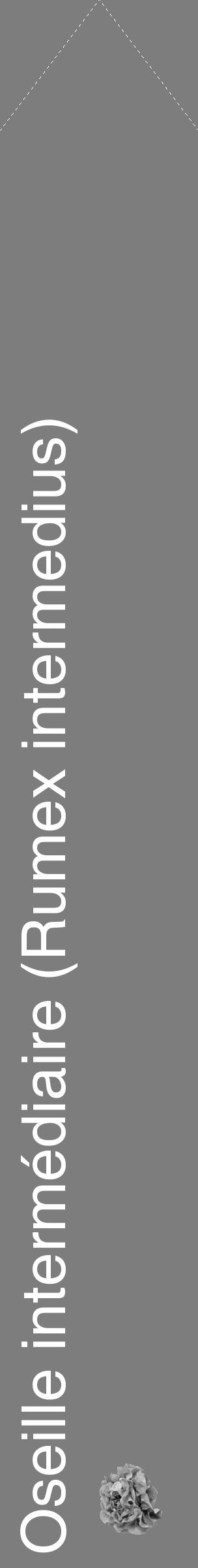 Étiquette de : Rumex intermedius - format c - style blanche35_simple_simplehel avec comestibilité simplifiée - position verticale