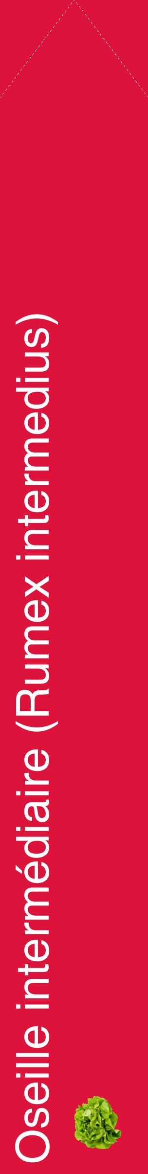 Étiquette de : Rumex intermedius - format c - style blanche36_simplehel avec comestibilité simplifiée
