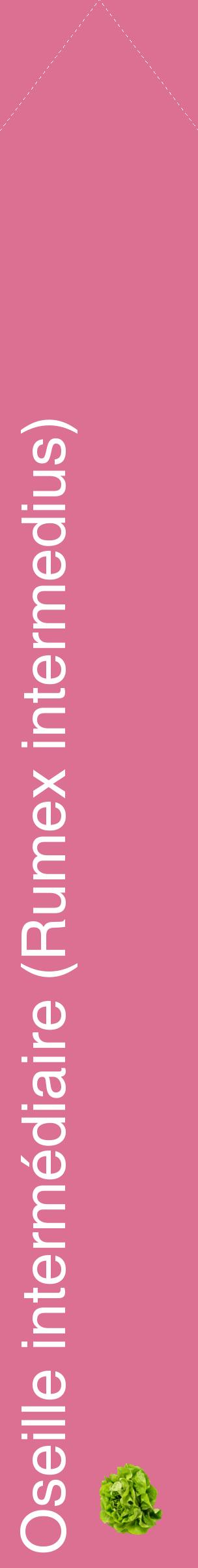 Étiquette de : Rumex intermedius - format c - style blanche44_simplehel avec comestibilité simplifiée