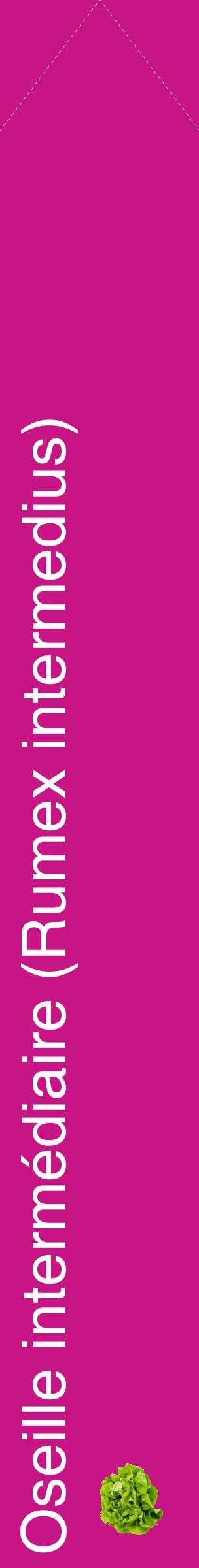 Étiquette de : Rumex intermedius - format c - style blanche45_simplehel avec comestibilité simplifiée