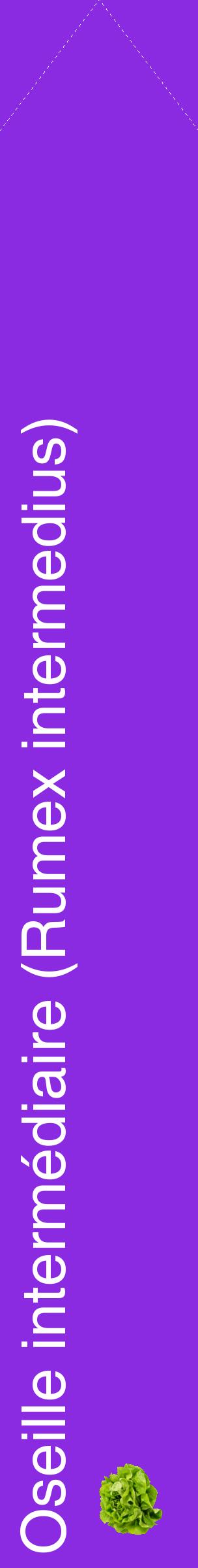 Étiquette de : Rumex intermedius - format c - style blanche49_simplehel avec comestibilité simplifiée