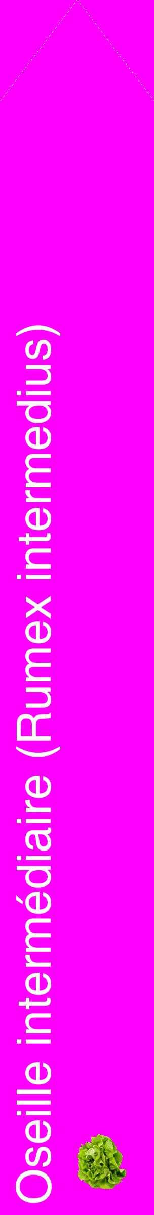 Étiquette de : Rumex intermedius - format c - style blanche51_simplehel avec comestibilité simplifiée