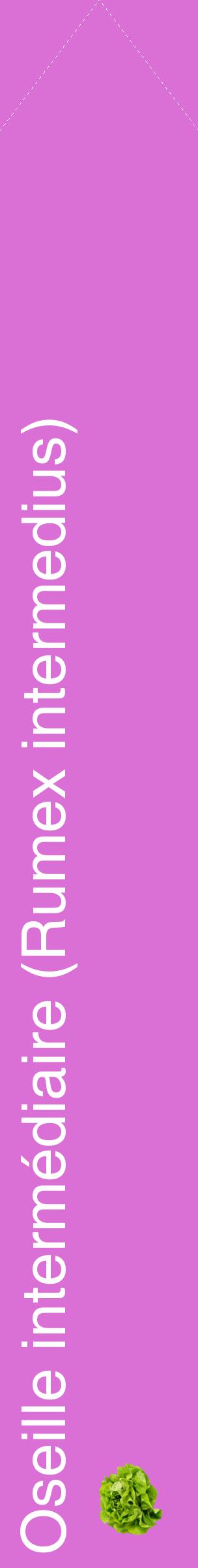 Étiquette de : Rumex intermedius - format c - style blanche52_simplehel avec comestibilité simplifiée