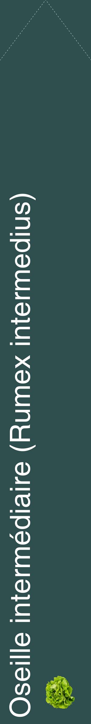 Étiquette de : Rumex intermedius - format c - style blanche58_simplehel avec comestibilité simplifiée