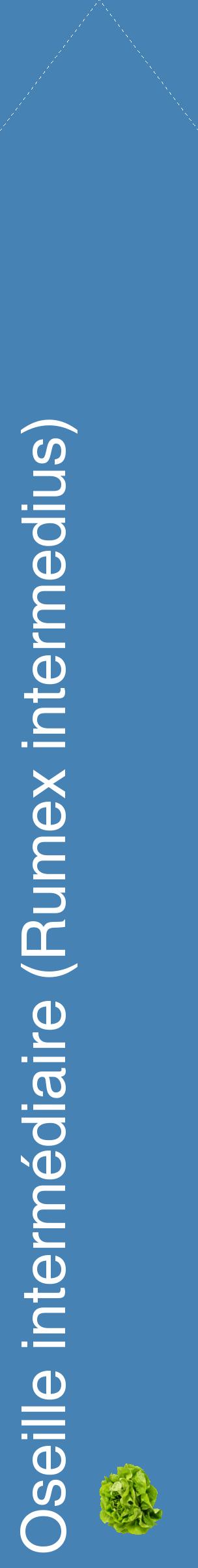 Étiquette de : Rumex intermedius - format c - style blanche5_simplehel avec comestibilité simplifiée