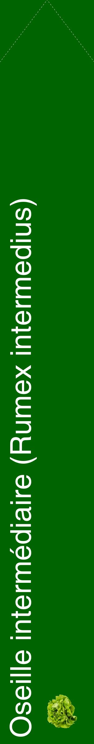 Étiquette de : Rumex intermedius - format c - style blanche8_simplehel avec comestibilité simplifiée