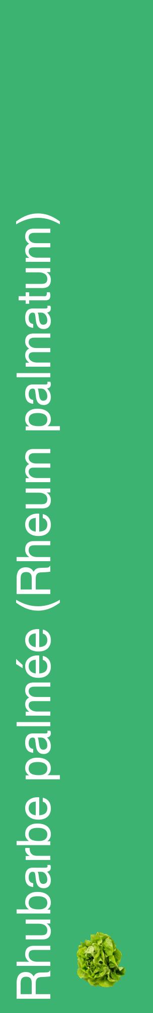 Étiquette de : Rheum palmatum - format c - style blanche12_basiquehel avec comestibilité simplifiée