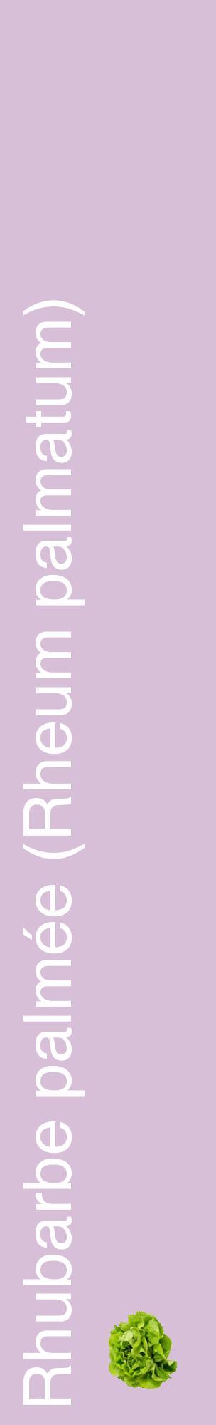 Étiquette de : Rheum palmatum - format c - style blanche54_basiquehel avec comestibilité simplifiée
