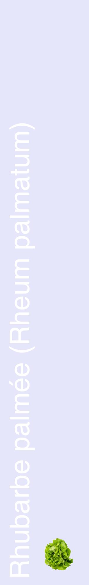 Étiquette de : Rheum palmatum - format c - style blanche55_basiquehel avec comestibilité simplifiée