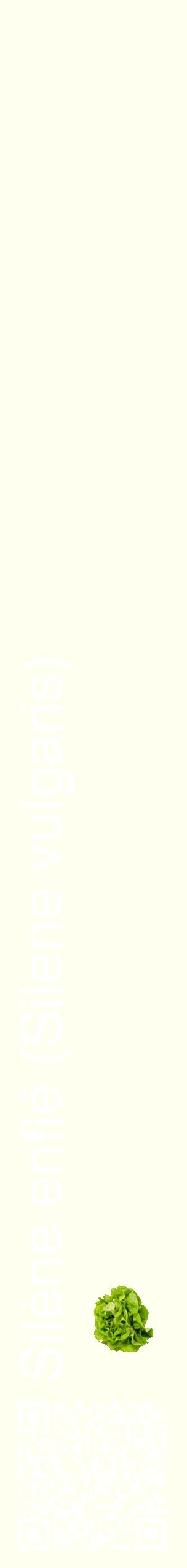 Étiquette de : Silene vulgaris - format c - style blanche19_simplehel avec qrcode et comestibilité simplifiée