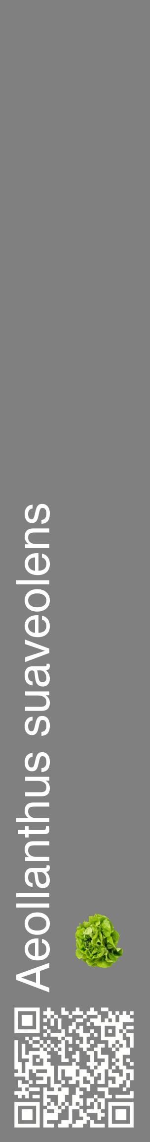 Étiquette de : Aeollanthus suaveolens - format c - style blanche57_basiquehel avec qrcode et comestibilité simplifiée