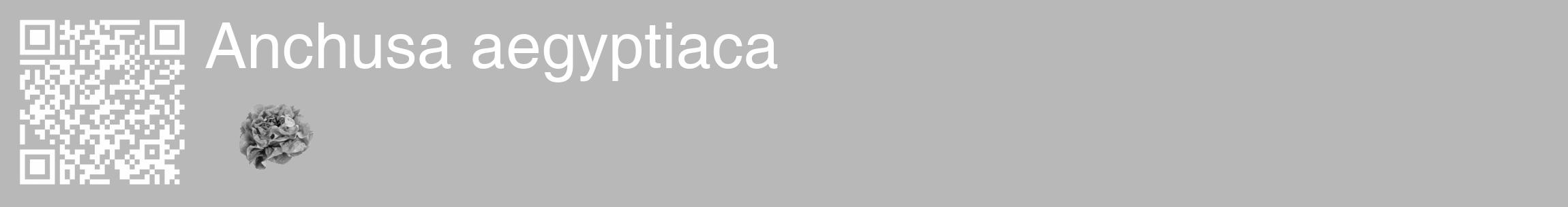Étiquette de : Anchusa aegyptiaca - format c - style blanche39_basique_basiquehel avec qrcode et comestibilité simplifiée