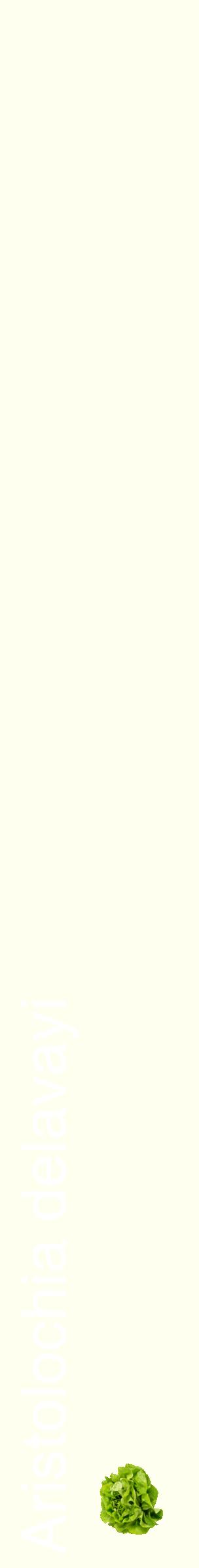 Étiquette de : Aristolochia delavayi - format c - style blanche19_simplehel avec comestibilité simplifiée