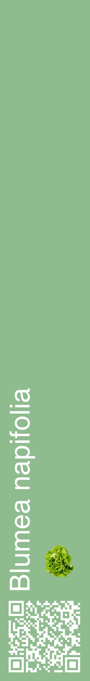 Étiquette de : Blumea napifolia - format c - style blanche13_basiquehel avec qrcode et comestibilité simplifiée