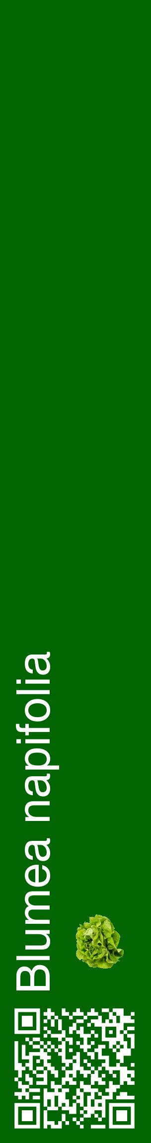 Étiquette de : Blumea napifolia - format c - style blanche8_basiquehel avec qrcode et comestibilité simplifiée