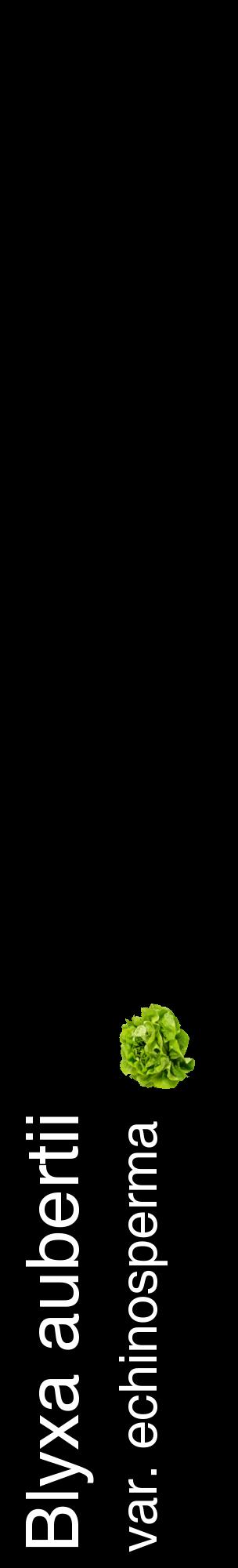Étiquette de : Blyxa aubertii var. echinosperma - format c - style blanche59_basiquehel avec comestibilité simplifiée