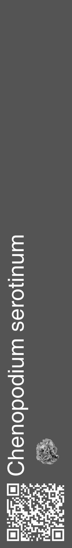 Étiquette de : Chenopodium serotinum - format c - style blanche30_basique_basiquehel avec qrcode et comestibilité simplifiée - position verticale
