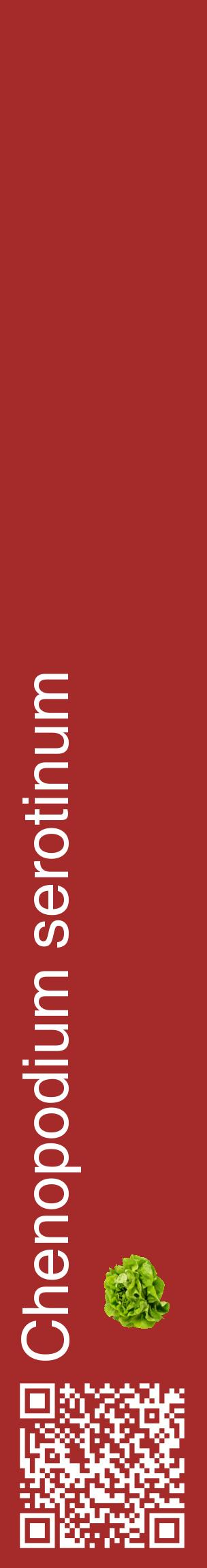 Étiquette de : Chenopodium serotinum - format c - style blanche33_basiquehel avec qrcode et comestibilité simplifiée