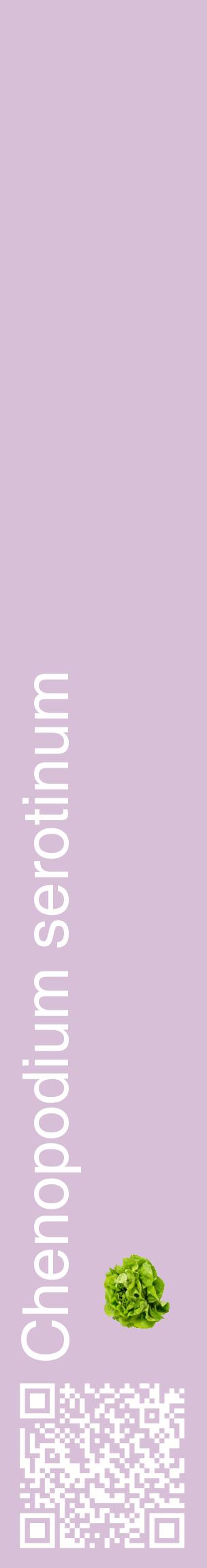 Étiquette de : Chenopodium serotinum - format c - style blanche54_basiquehel avec qrcode et comestibilité simplifiée