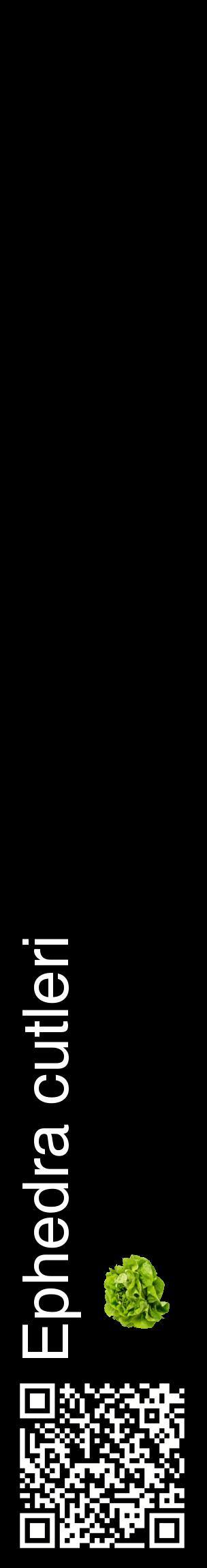 Étiquette de : Ephedra cutleri - format c - style blanche59_basiquehel avec qrcode et comestibilité simplifiée