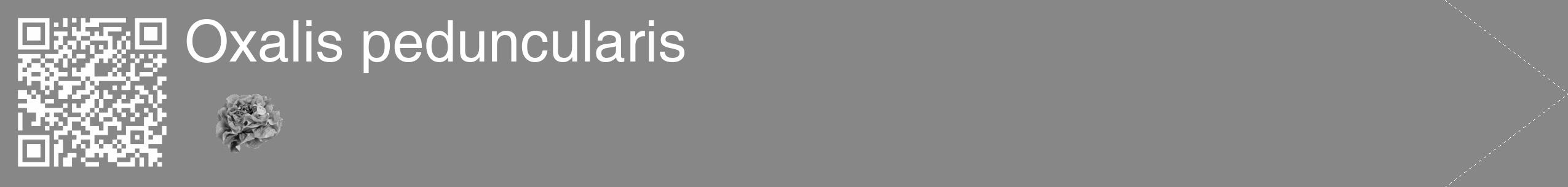 Étiquette de : Oxalis peduncularis - format c - style blanche12_simple_simplehel avec qrcode et comestibilité simplifiée