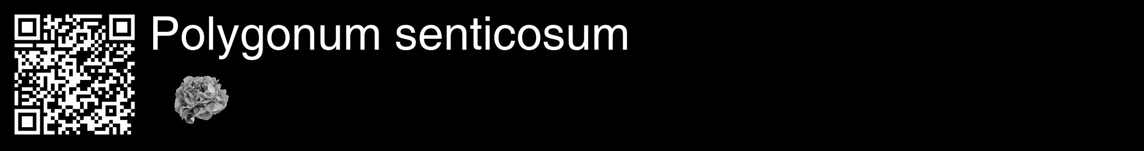 Étiquette de : Polygonum senticosum - format c - style blanche59_basique_basiquehel avec qrcode et comestibilité simplifiée