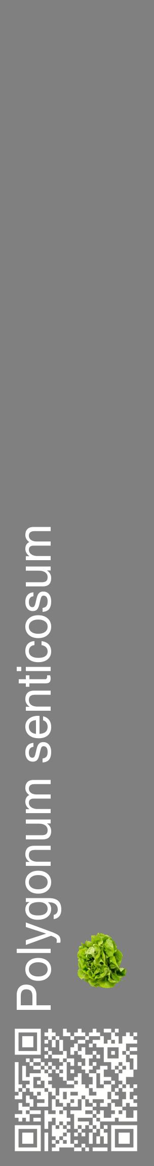 Étiquette de : Polygonum senticosum - format c - style blanche57_basiquehel avec qrcode et comestibilité simplifiée