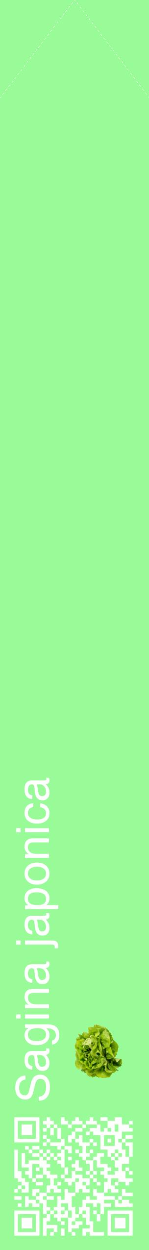 Étiquette de : Sagina japonica - format c - style blanche14_simplehel avec qrcode et comestibilité simplifiée