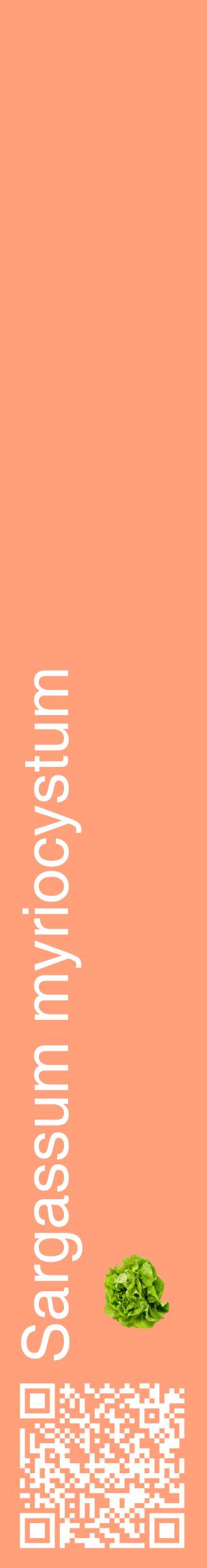 Étiquette de : Sargassum myriocystum - format c - style blanche39_basiquehel avec qrcode et comestibilité simplifiée