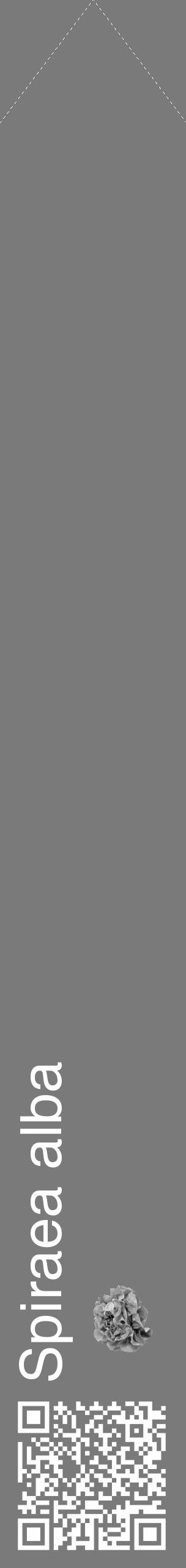 Étiquette de : Spiraea alba - format c - style blanche3_simple_simplehel avec qrcode et comestibilité simplifiée - position verticale