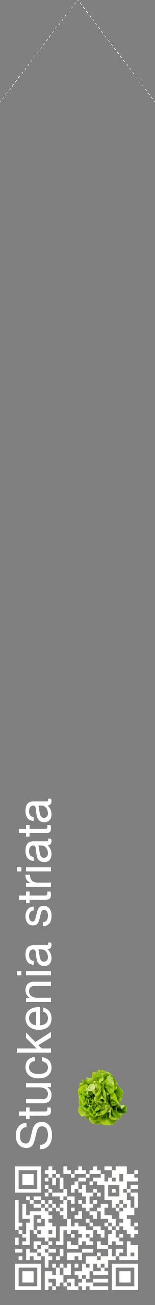 Étiquette de : Stuckenia striata - format c - style blanche57_simplehel avec qrcode et comestibilité simplifiée